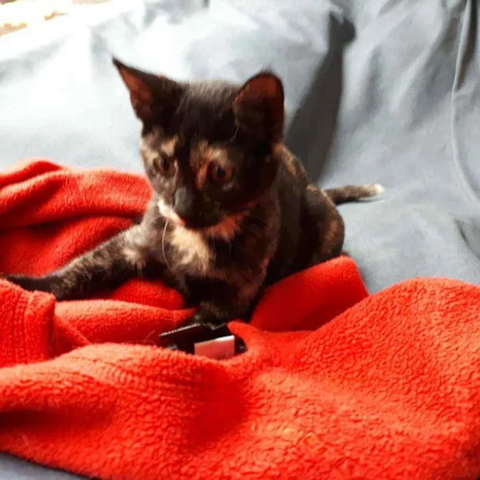 Gato ra a S.R.D. idade 2 a 6 meses nome Maria