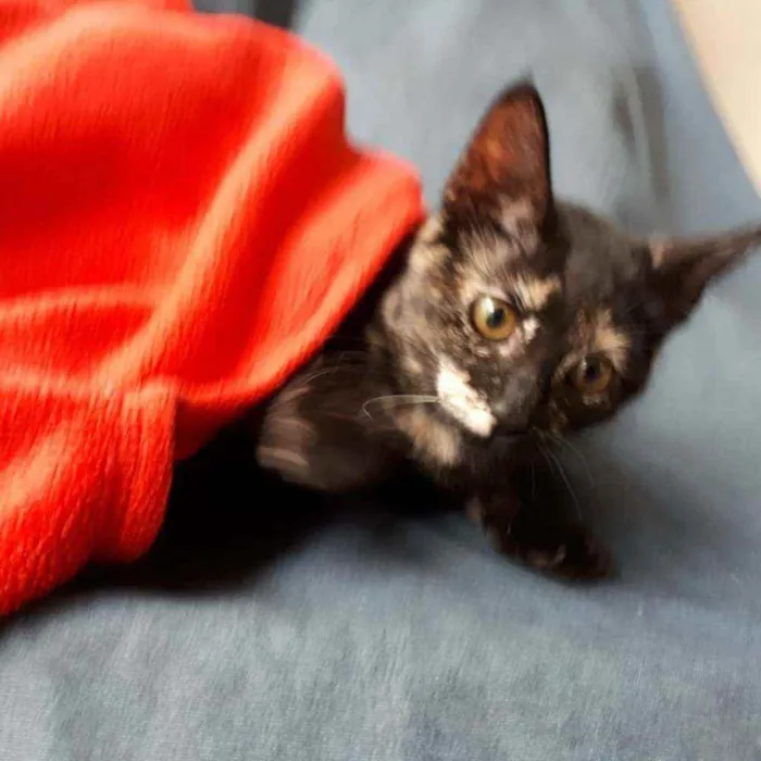 Gato ra a S.R.D. idade 2 a 6 meses nome Maria