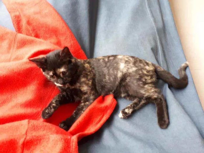 Gato ra a S.R.D. idade 2 a 6 meses nome Maria