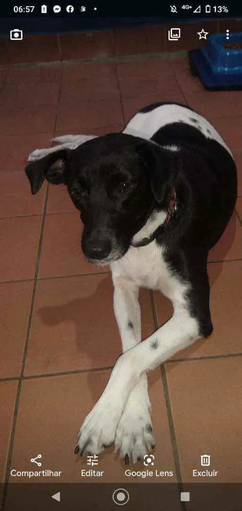 Cachorro ra a SRD idade 2 anos nome Bibi