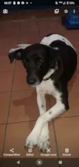 Bibi