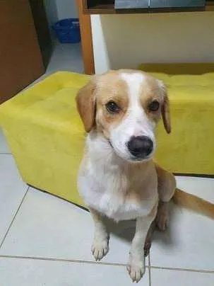 Cachorro ra a SRD-ViraLata idade 2 anos nome rocky