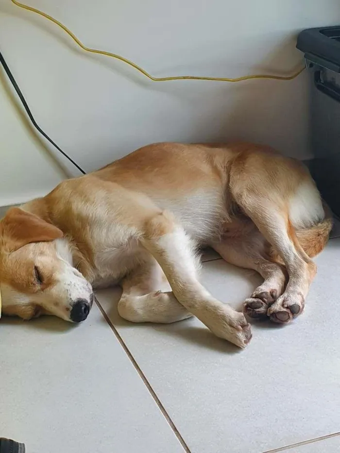 Cachorro ra a SRD-ViraLata idade 2 anos nome rocky