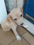 Lilica