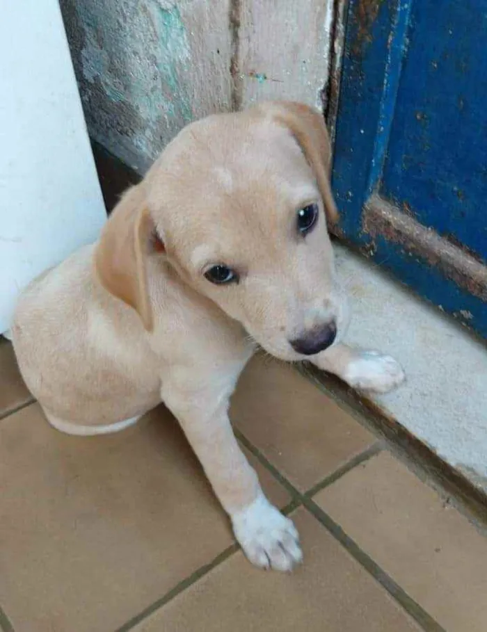 Cachorro ra a SRD idade 2 a 6 meses nome Lilica