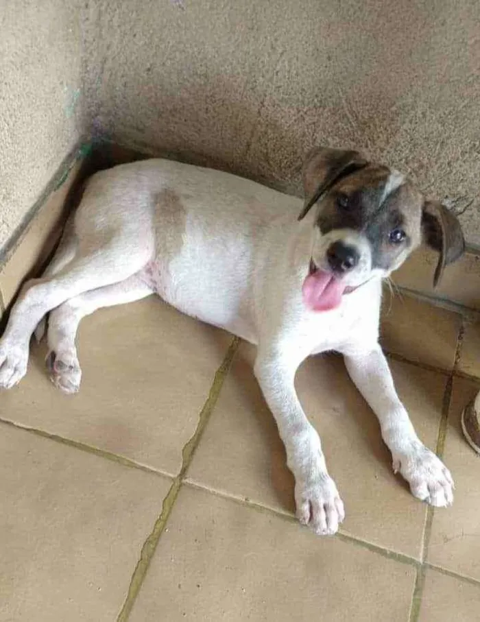 Cachorro ra a SRD idade 2 a 6 meses nome Liz