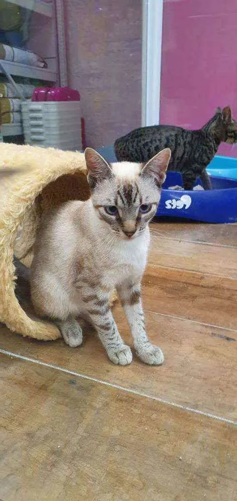 Gato ra a SRD idade 2 a 6 meses nome PRESTÍGIO 