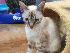 Gato raça SRD idade 2 a 6 meses nome PRESTÍGIO 