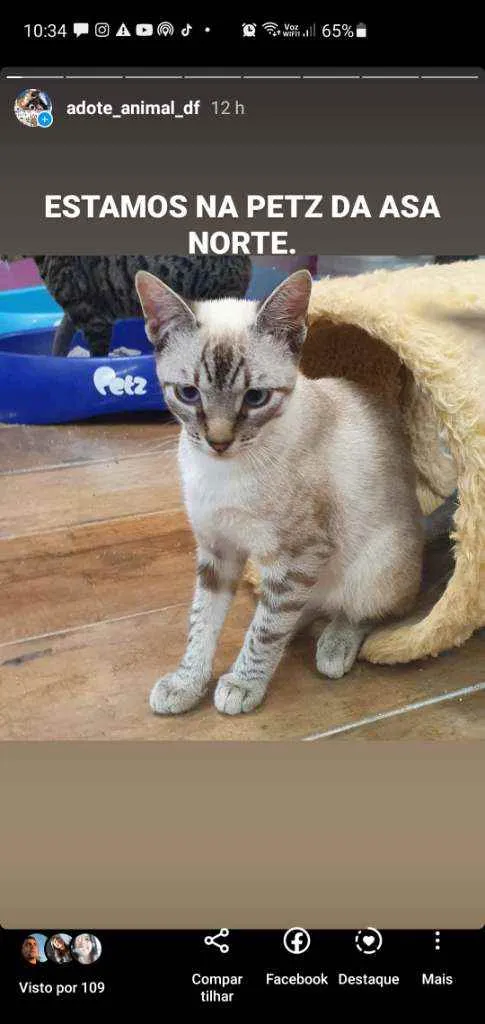 Gato ra a SRD idade 2 a 6 meses nome PRESTÍGIO 