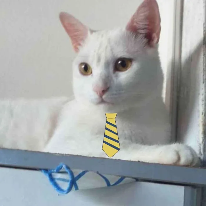 Gato ra a Mestiço  idade 1 ano nome Floquinho 