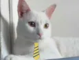 Floquinho 