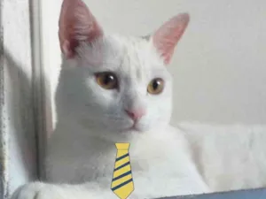 Gato raça Mestiço  idade 1 ano nome Floquinho 