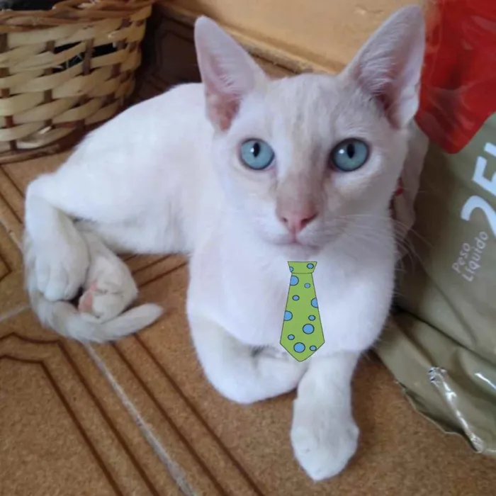 Gato ra a Mestiço  idade 2 a 6 meses nome Kiko 