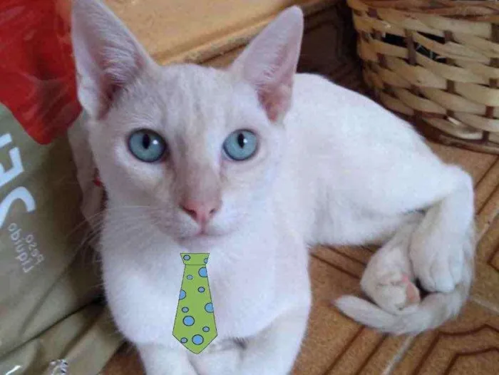 Gato ra a Mestiço  idade 2 a 6 meses nome Kiko 