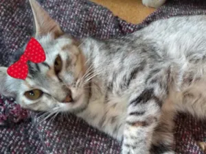 Gato raça Mestiça  idade 7 a 11 meses nome Alicia 