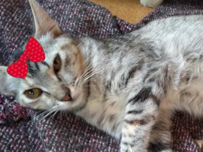 Gato ra a Mestiça  idade 7 a 11 meses nome Alicia 