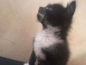 Gato raça Gato idade Abaixo de 2 meses nome Enigma