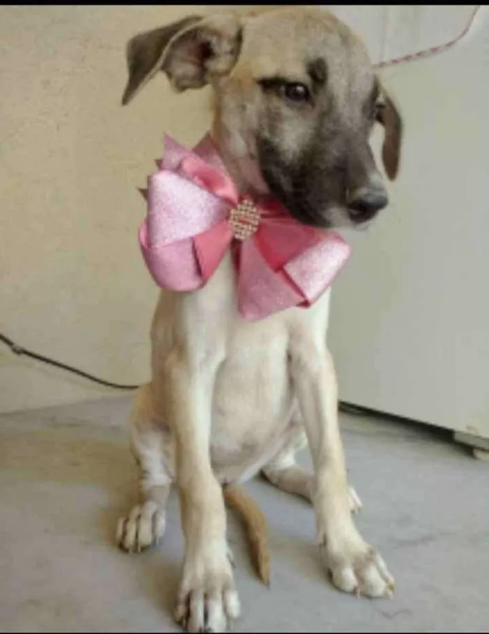 Cachorro ra a SRD idade 2 a 6 meses nome Azaléia