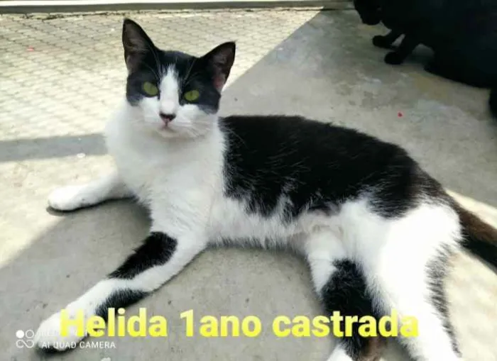 Gato ra a SRD idade 1 ano nome Helida