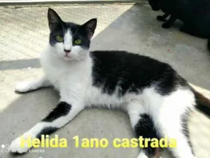 Gato raça SRD idade 1 ano nome Helida