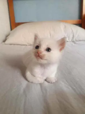Gato raça  idade 2 a 6 meses nome tigreza   