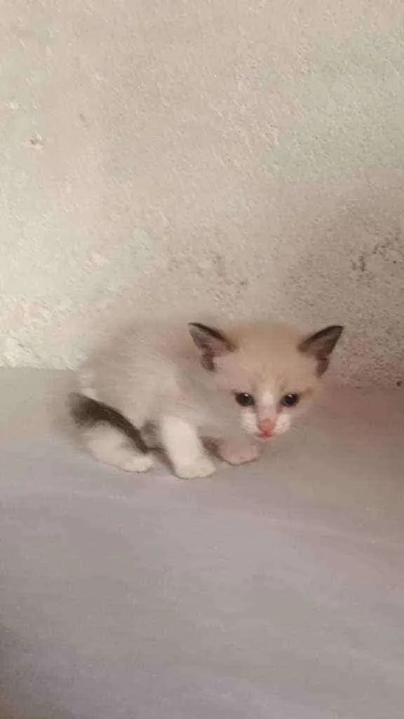 Gato ra a  idade 2 a 6 meses nome tigreza   
