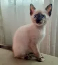 Lindsay