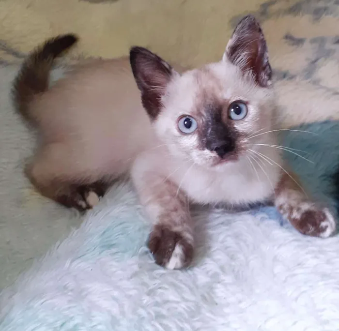 Gato ra a srd idade 2 a 6 meses nome Lindsay