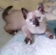 Lindsay