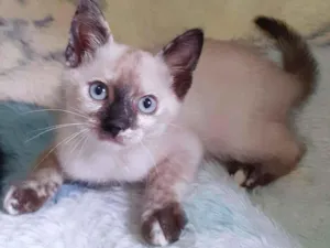 Gato raça srd idade 2 a 6 meses nome Lindsay