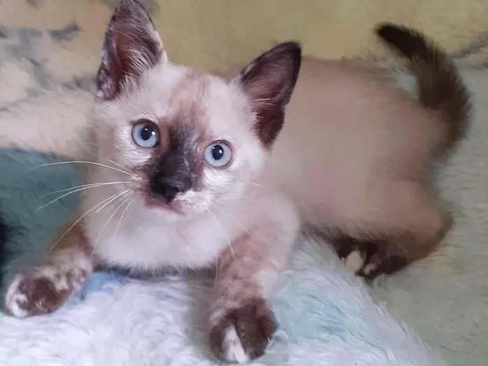 Gato ra a srd idade 2 a 6 meses nome Lindsay