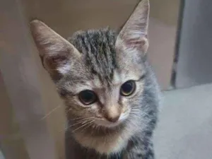 Gato raça  idade 2 a 6 meses nome Filhotes
