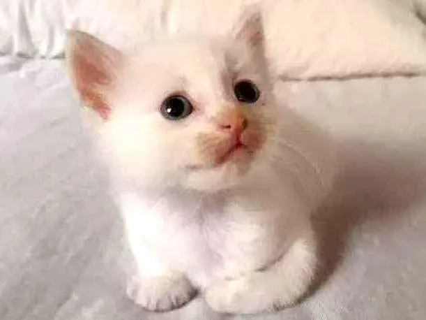 Gato ra a  idade 2 a 6 meses nome tigreza   