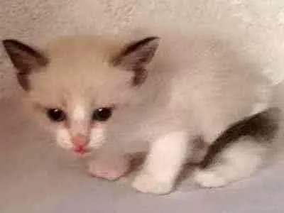 Gato ra a  idade 2 a 6 meses nome tigreza   