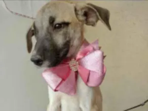 Cachorro raça SRD idade 2 a 6 meses nome Azaléia