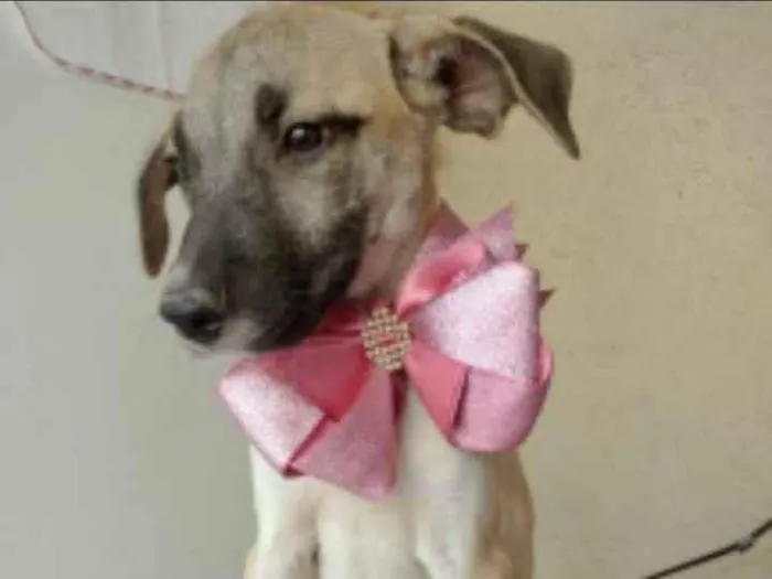 Cachorro ra a SRD idade 2 a 6 meses nome Azaléia