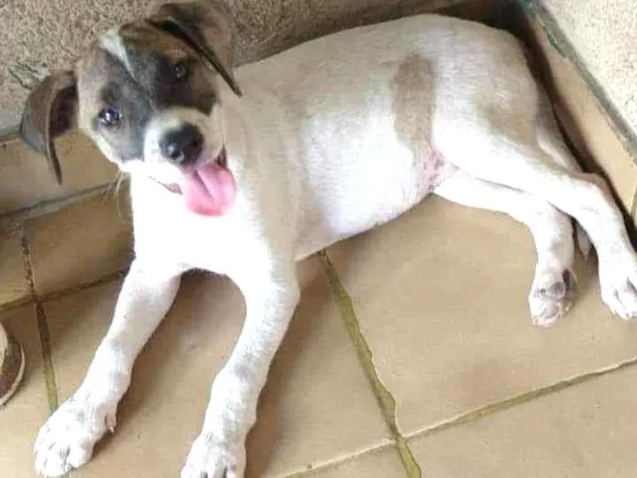 Cachorro ra a SRD idade 2 a 6 meses nome Liz