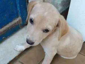 Cachorro raça SRD idade 2 a 6 meses nome Lilica