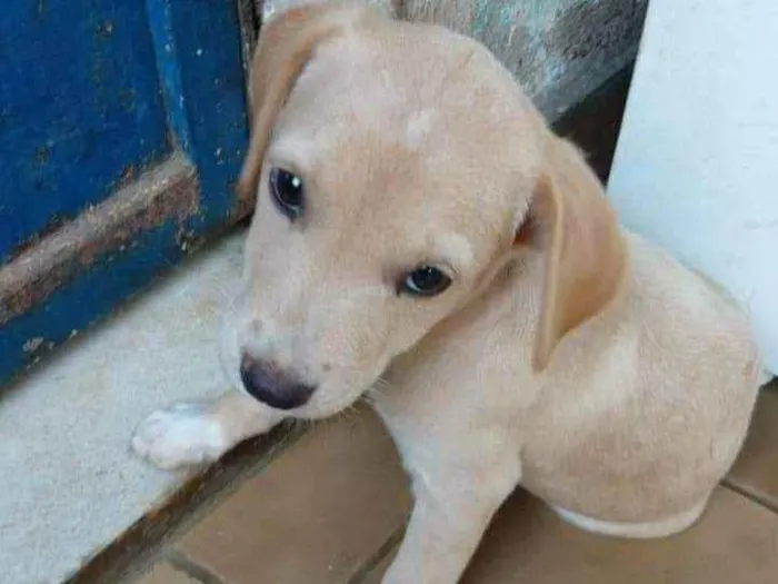 Cachorro ra a SRD idade 2 a 6 meses nome Lilica