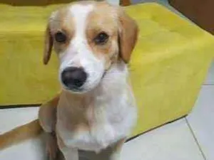 Cachorro raça SRD-ViraLata idade 2 anos nome rocky