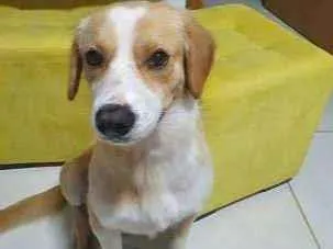 Cachorro ra a SRD-ViraLata idade 2 anos nome rocky