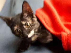 Gato raça S.R.D. idade 2 a 6 meses nome Maria