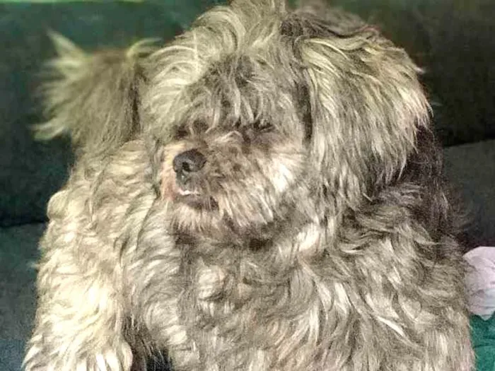 Cachorro ra a Lhasa apso idade 2 anos nome Messi