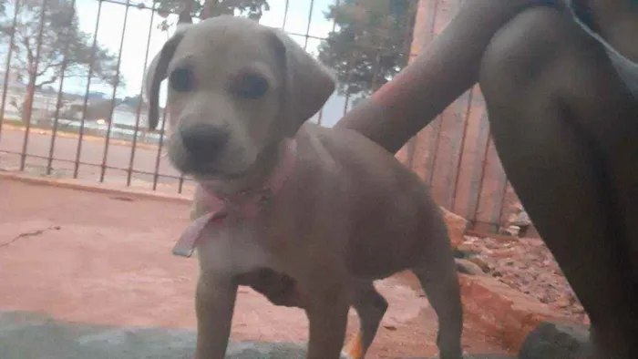 Cachorro ra a  idade 2 a 6 meses nome XICA