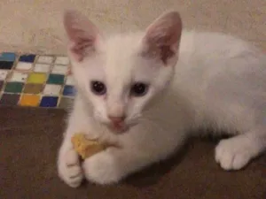 Gato raça SRD-ViraLata idade 2 a 6 meses nome Filhotes
