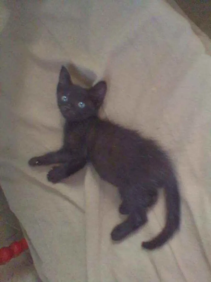 Gato raça Srd idade Abaixo de 2 meses nome Soneca