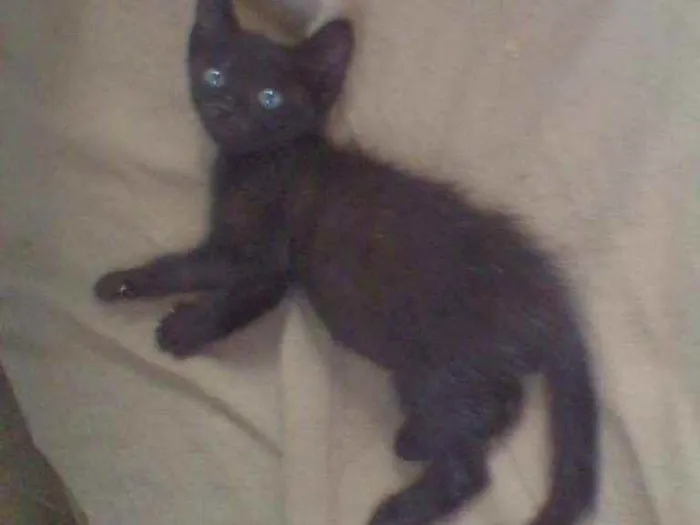 Gato raça Srd idade Abaixo de 2 meses nome Soneca