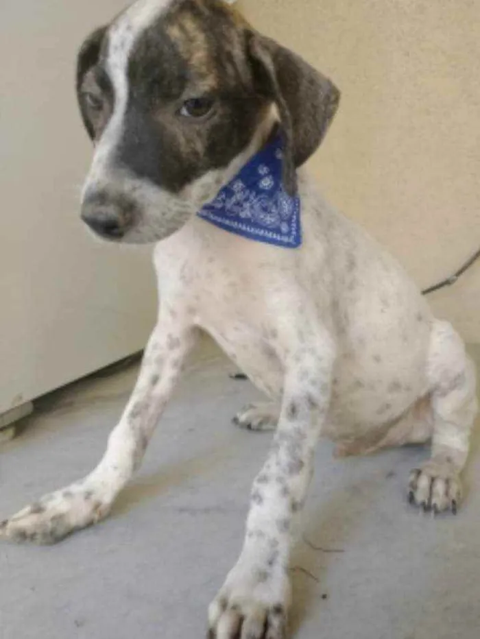 Cachorro ra a SRD idade 2 a 6 meses nome Heros