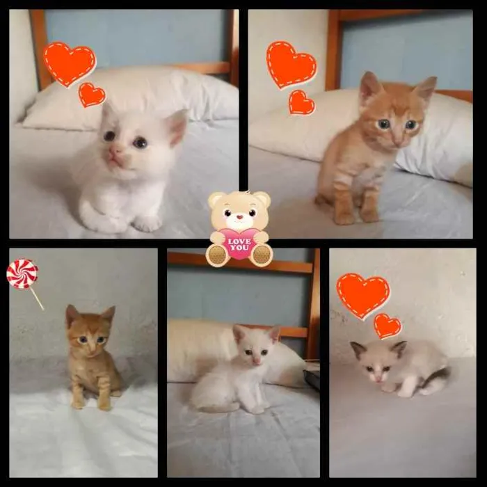 Gato ra a branco    e  laranjinha idade 2 a 6 meses nome sem nome