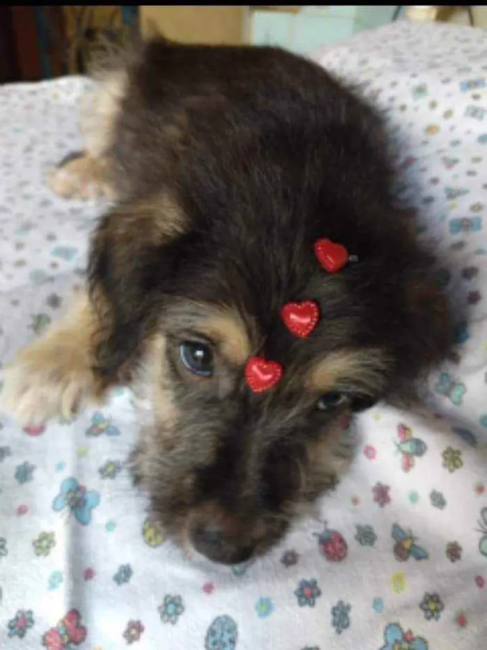 Cachorro ra a SRD idade 2 a 6 meses nome Pimpão 